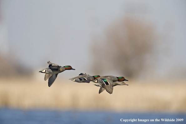 Green-Winged Teal ducks in fight