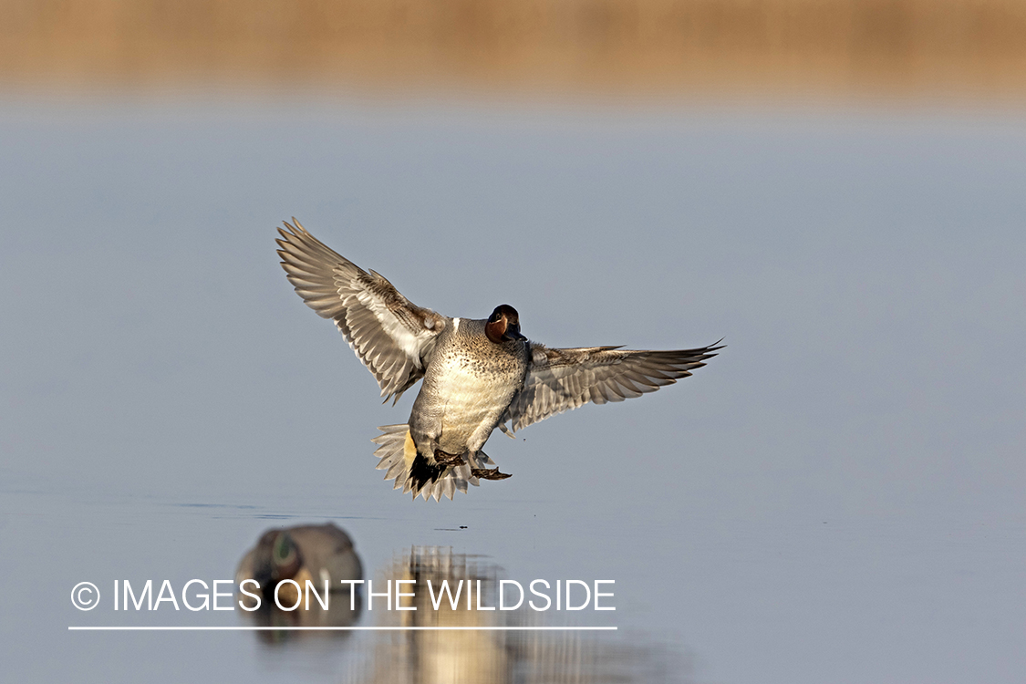 Green-winged Teal in flight.