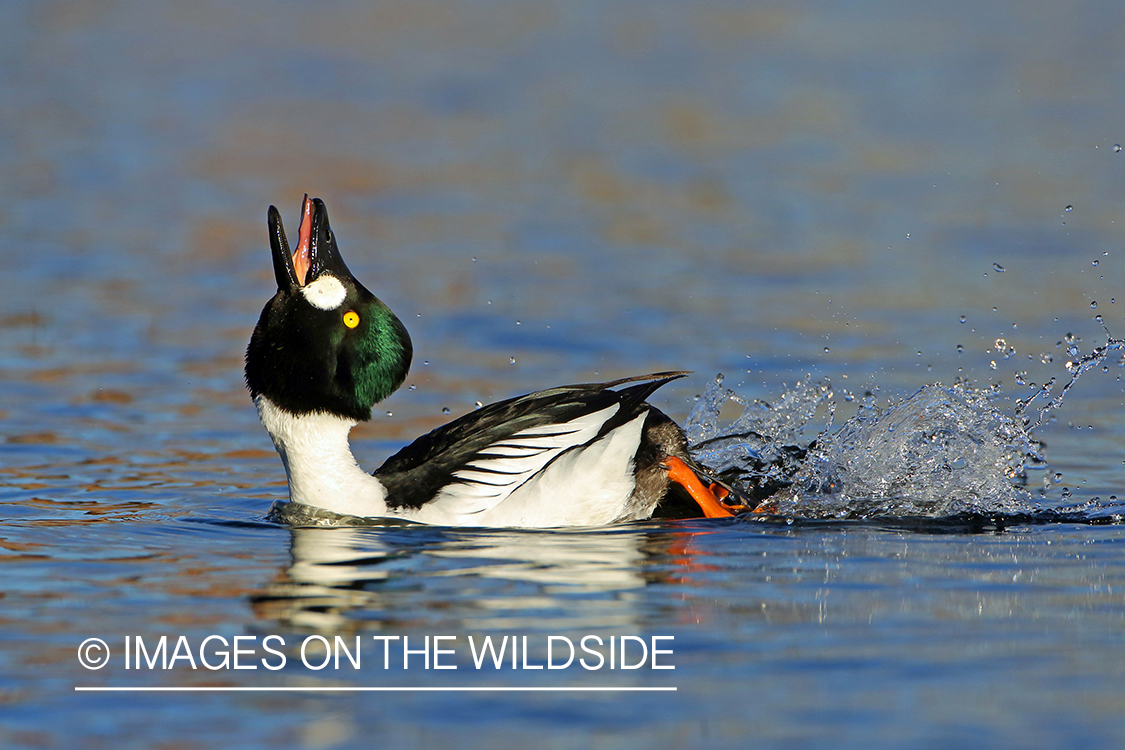 Common Goldeneye drake in habitat. 