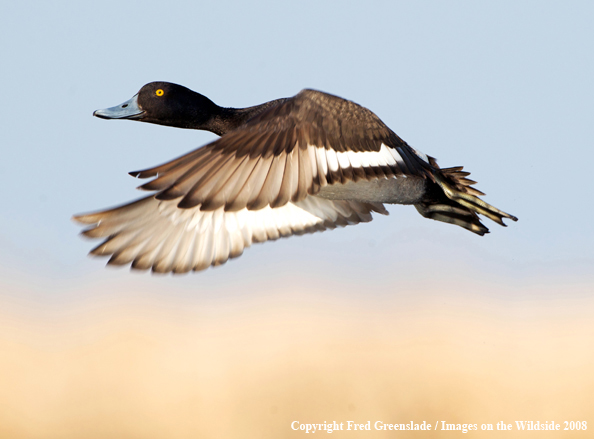 Lesser Scaup in Flight