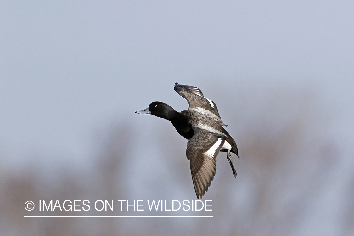 Lesser Scaup in flight.