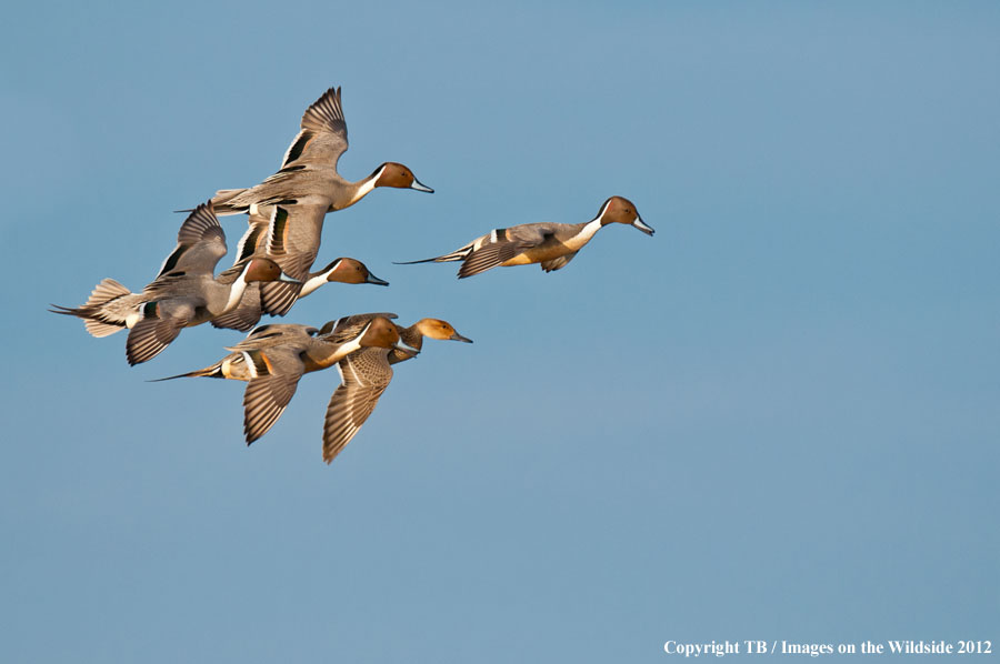 Pintail Ducks in flight.