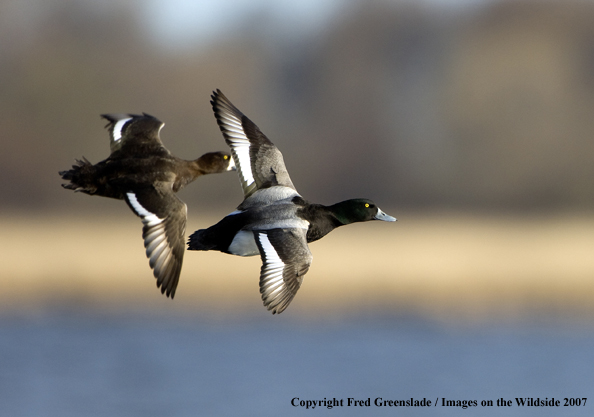 Greater Scaup in habitat