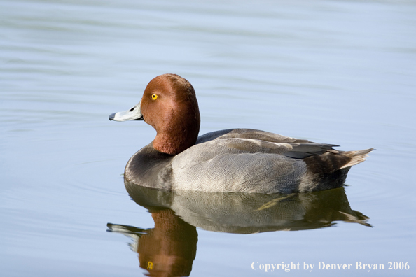 Redhead ducks.