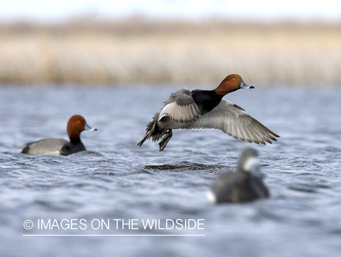 Redhead duck landing with decoys.