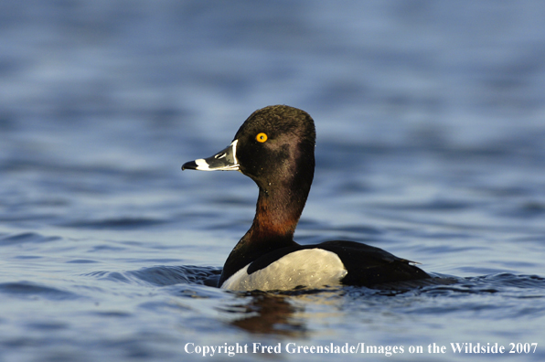 Ring-necked duck 