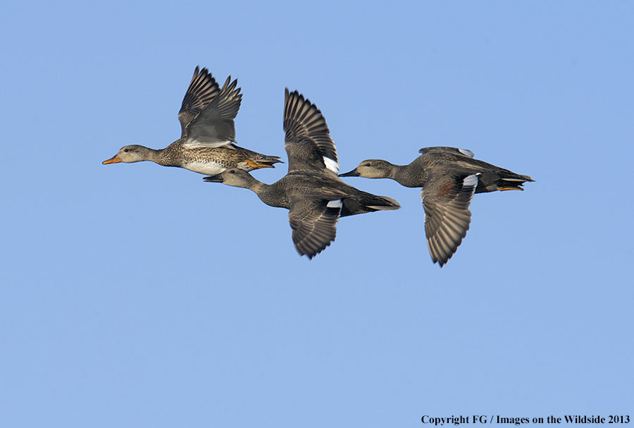 Mottled ducks in flight.