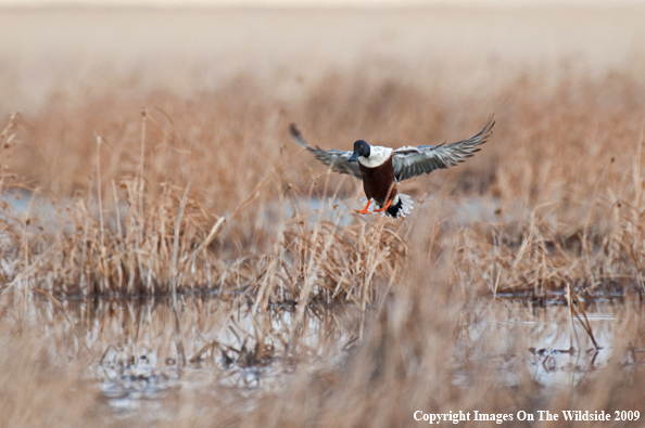 Shoveler duck landing.