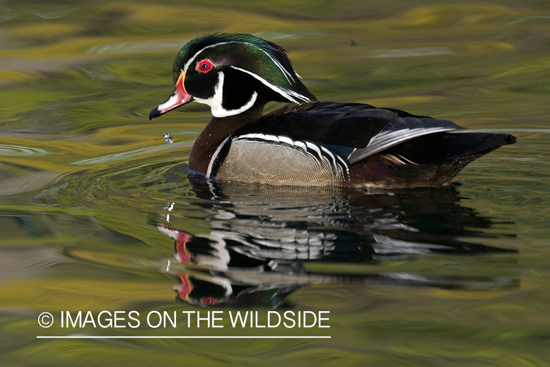 Wood duck in water.