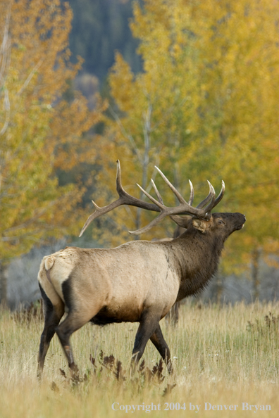 Rocky Mountain bull elk bugling.