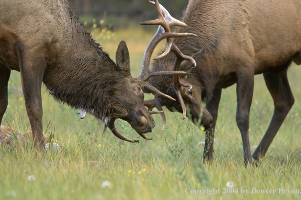 Rocky Mountain bull elk fighting.