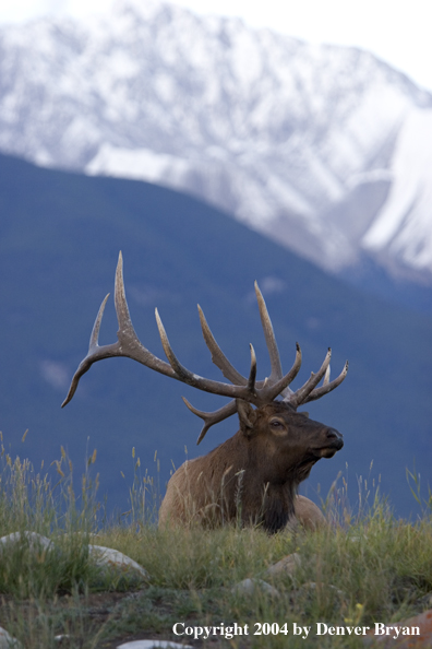 Rocky Mountain bull elk bedded.  Mountain backdrop.