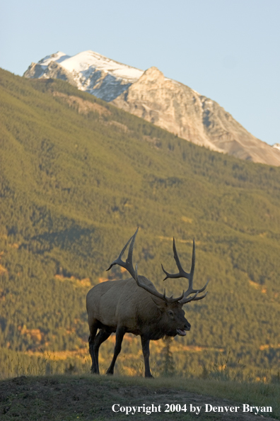 Rocky Mountain bull elk bugling.