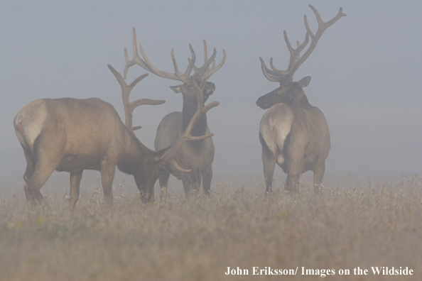 Bull elk in velvet.