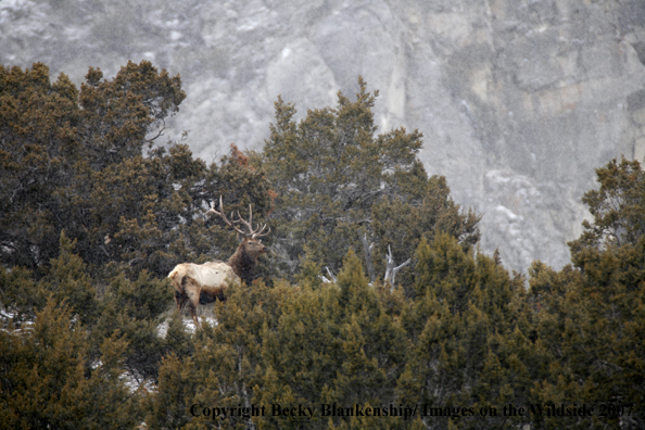 Rocky Mountian Bull Elk 