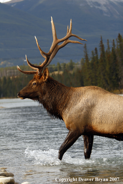 Rocky Mountain Elk crossing river