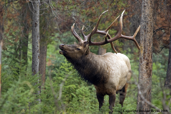 Rocky Mountain Elk 