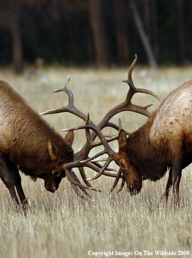 Bull Elk Fighting