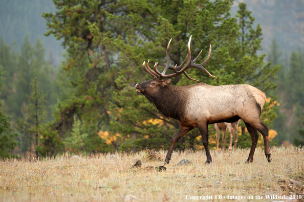 Rocky Mountain Bull Elk