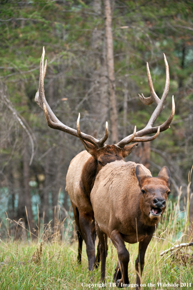 Bull elk with cow. 