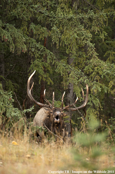 Rocky Mountain bull elk bugling. 