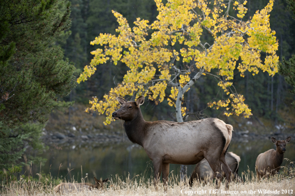 Cow elk in habitat. 