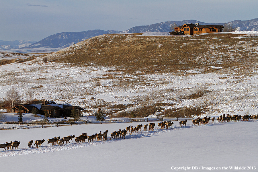 Elk in winter near urban area.