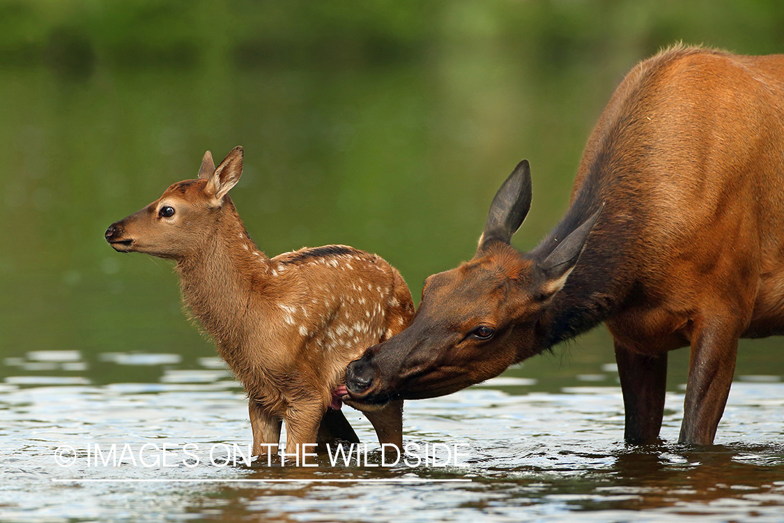 Rocky Mountain Elk with calf in habitat.