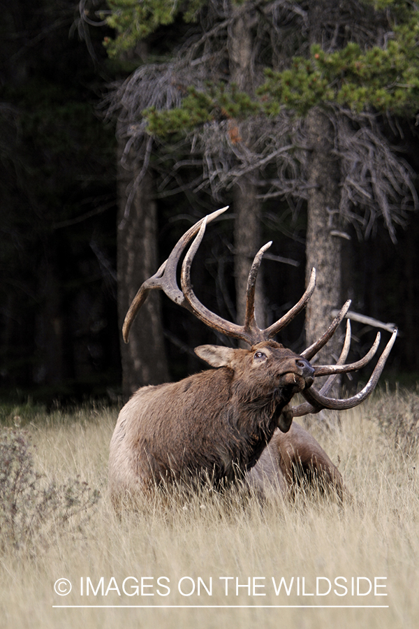 Rocky Mountain Bull Elk scratching rear end with antler.