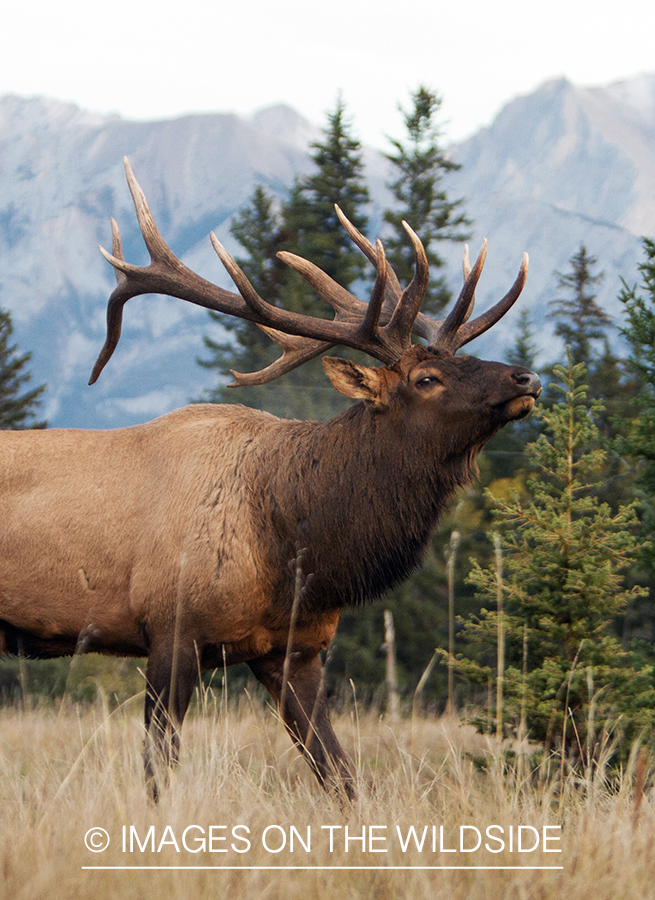 Rocky Mountain Bull Elk in habitat.