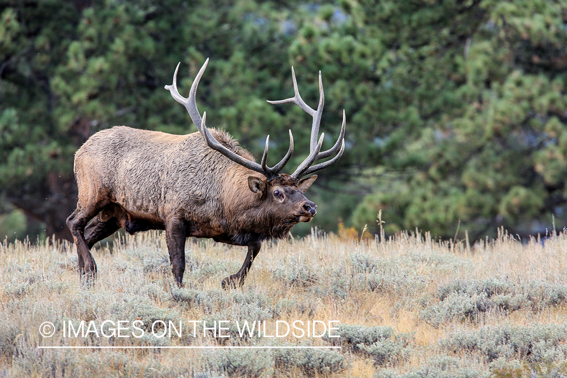 Rocky Mountain bull elk during the autumn rut.