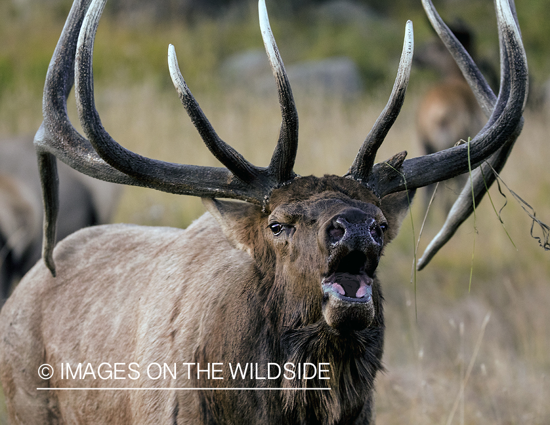 Bull elk bugling in field.