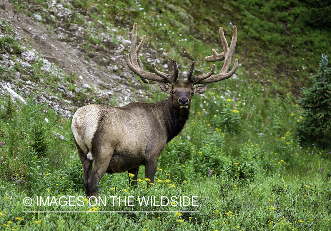 Bull elk in field.