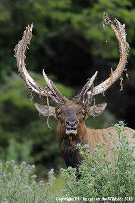 Roosevelt Bull Elk