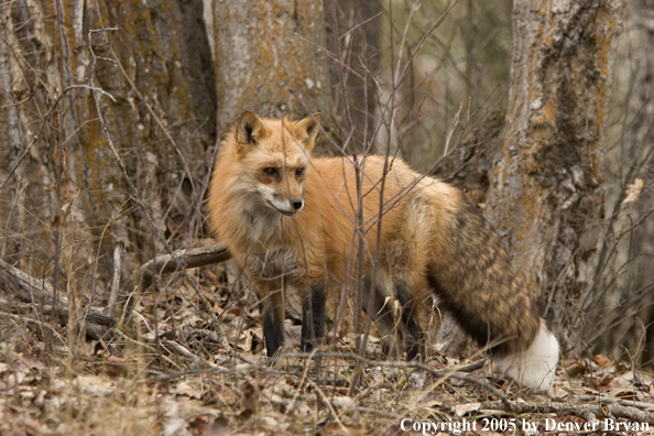 Red fox in habitat.