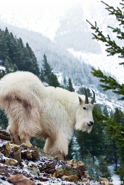 Billy Mountain Goat