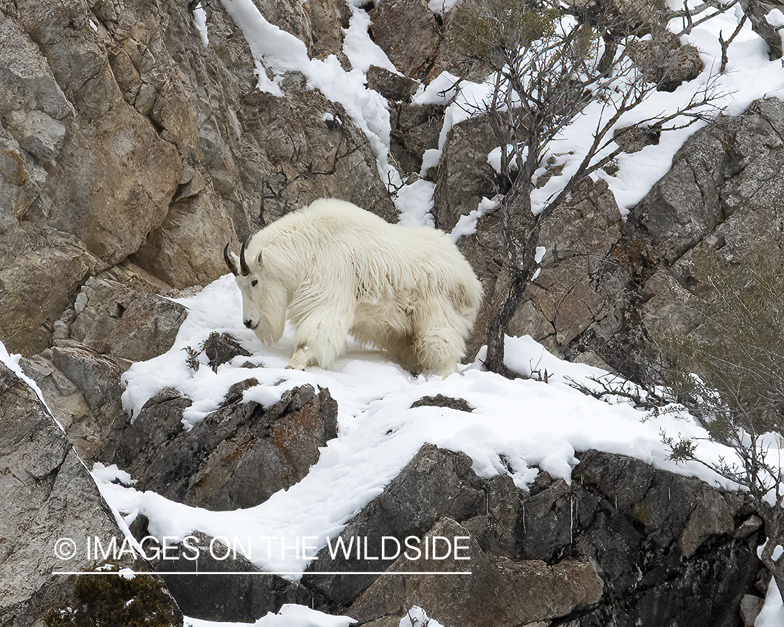 Goat in winter habitat.