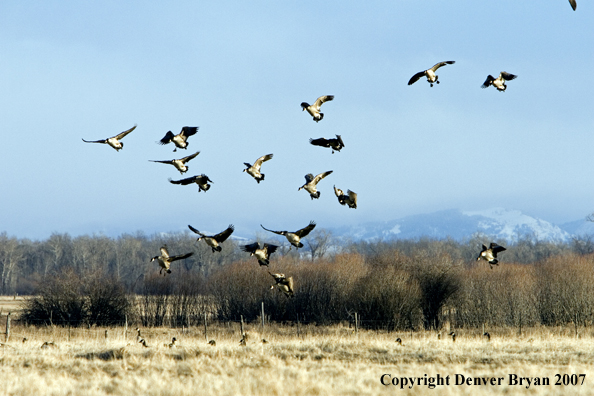 Canadian geese in flight