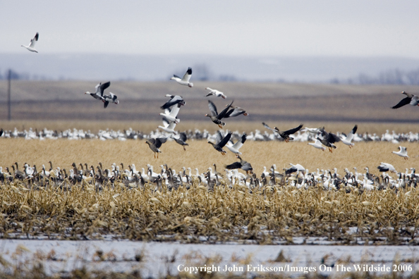 Snow geese and white-fronted geese in habitat.