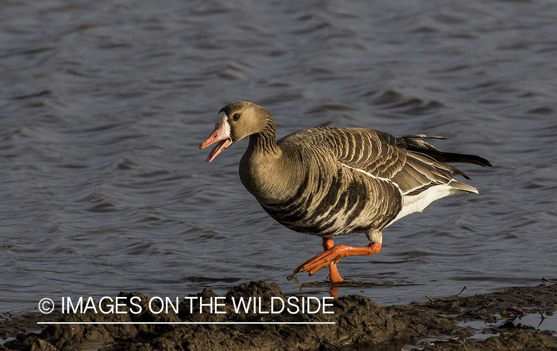 White-fronted goose in habitat.