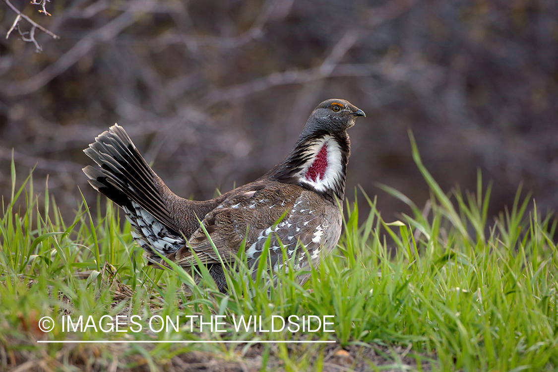 Dusky Grouse in habitat.