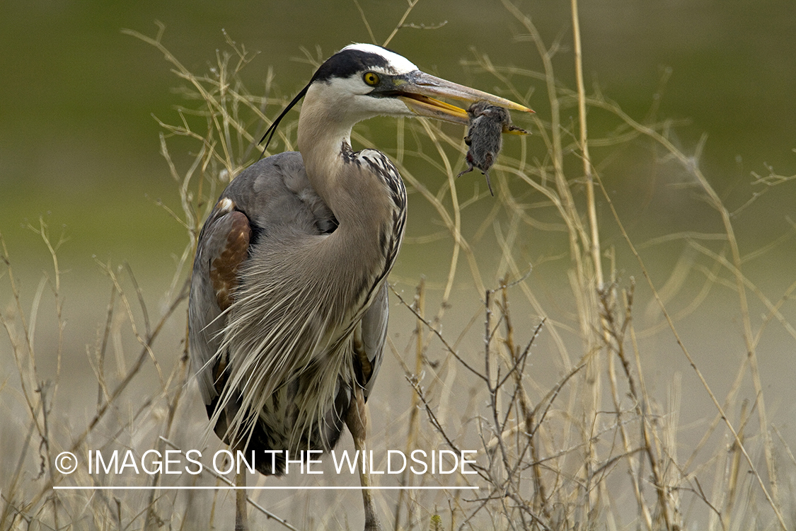 Great Blue Heron eating mouse.