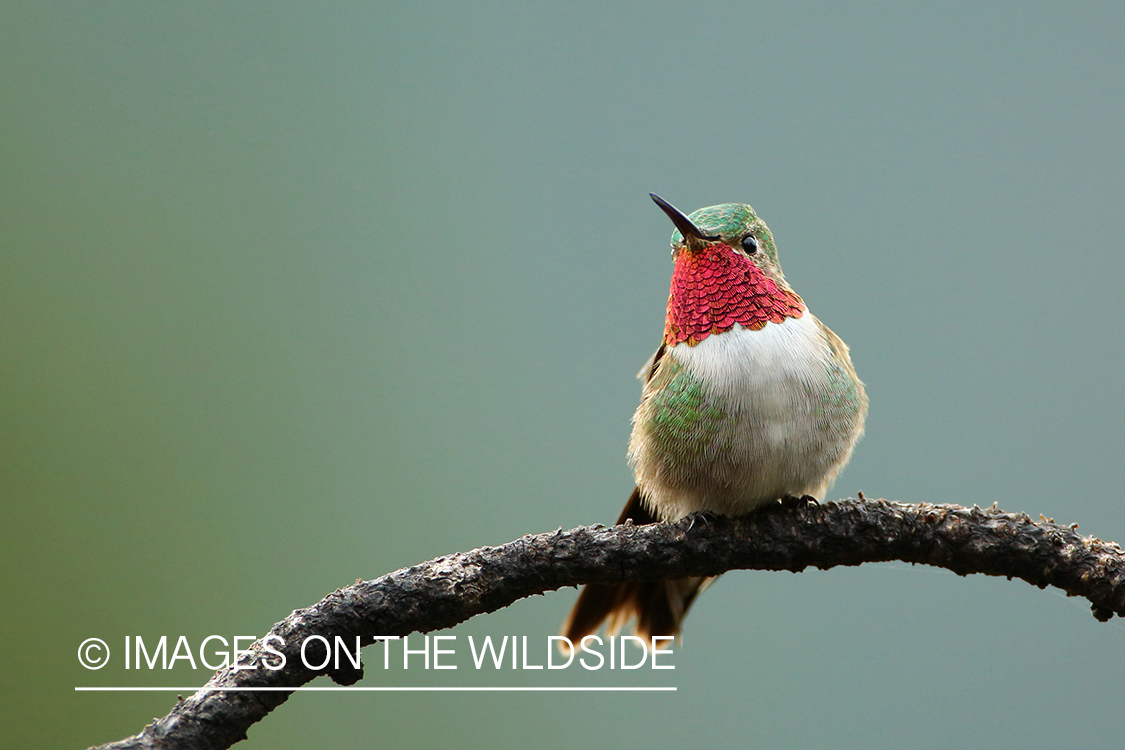 Hummingbird in habitat.