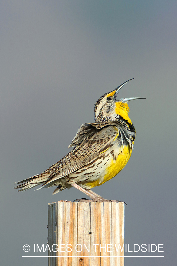 Western Meadowlark Singing