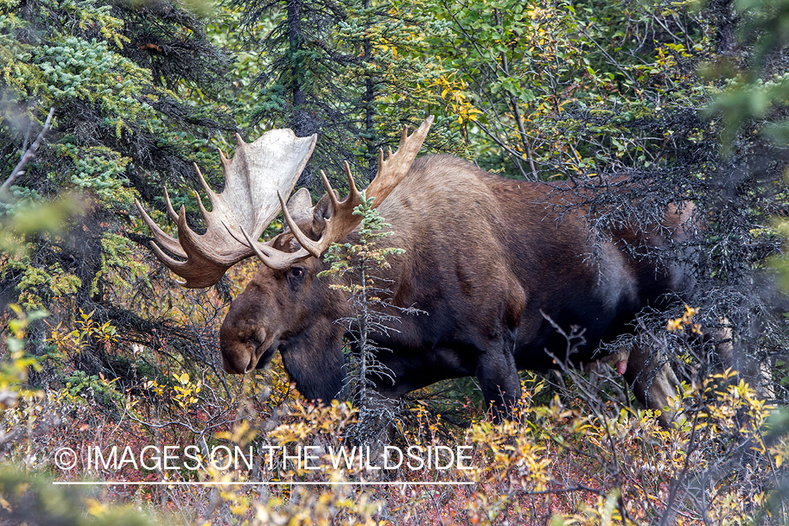 Alaskan bull moose in habitat.