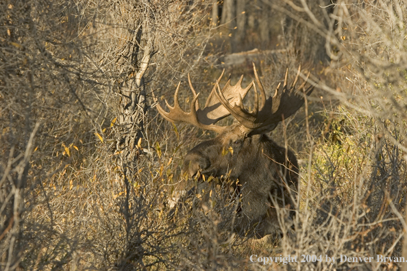 Shiras bull moose bedded down.