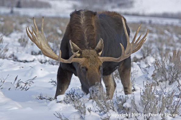 Shiras bull moose in habitat.