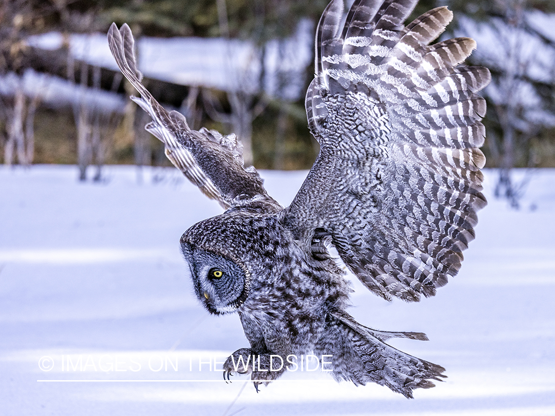 Great Grey Owl in habitat.