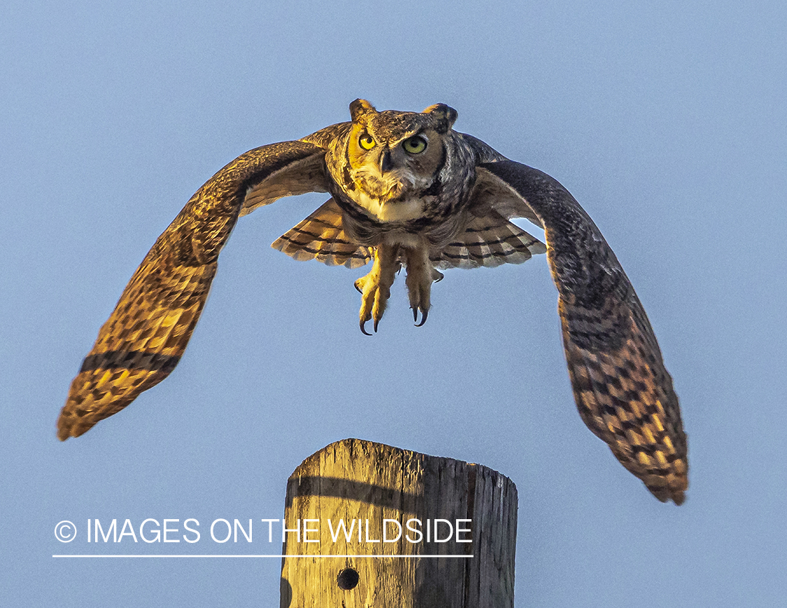 Great Horned owl in habitat.