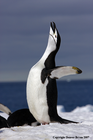 Chinstrap penguin in habitat